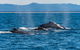 Half-Day Whale Watching And Canal Cruise From Surfers Paradise - thumb 4
