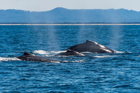 Half-Day Whale Watching And Canal Cruise From Surfers Paradise - Accommodation VIC 4