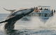 Half-Day Whale Watching And Canal Cruise From Surfers Paradise - thumb 3