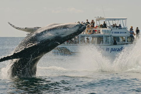 Half-Day Whale Watching And Canal Cruise From Surfers Paradise - Accommodation VIC 3