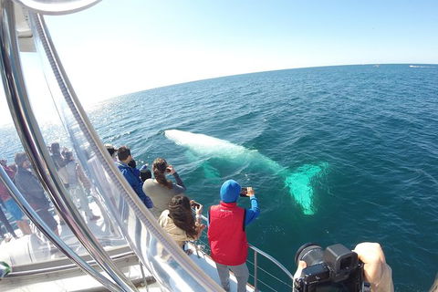 Half-Day Whale Watching And Canal Cruise From Surfers Paradise - Accommodation VIC 6