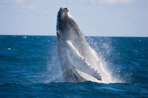 Half-Day Whale Watching And Canal Cruise From Surfers Paradise - Accommodation VIC 5