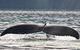 Half-Day Whale Watching And Canal Cruise From Surfers Paradise - thumb 7