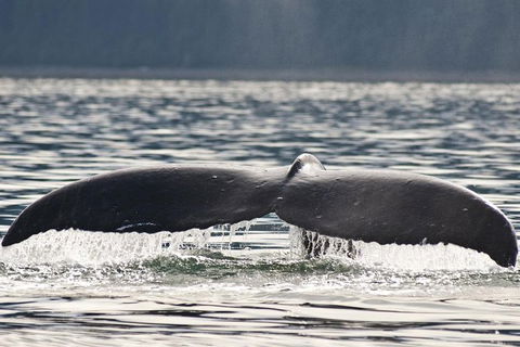Half-Day Whale Watching And Canal Cruise From Surfers Paradise - Accommodation VIC 7