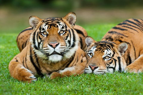 Gold Coast Attraction Pass Including Currumbin Wildlife Sanctuary And Paradise Jetboating - Accommodation VIC 9