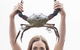 Gold Coast Attraction Pass Including Currumbin Wildlife Sanctuary And Paradise Jetboating - thumb 7