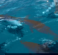 Fraser Island  Dolphin Sailing Adventure - Accommodation VIC