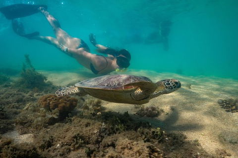 Half Day Low Isles Snorkelling Tour From Port Douglas - Accommodation VIC 6
