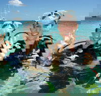 Ocean Spirit Michaelmas Cay Dive and Snorkel Cruise from Palm Cove - Accommodation VIC