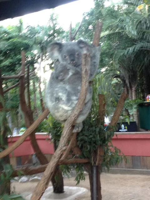 Hartley's Crocodile Adventures Day Trip From Cairns - Accommodation VIC 7