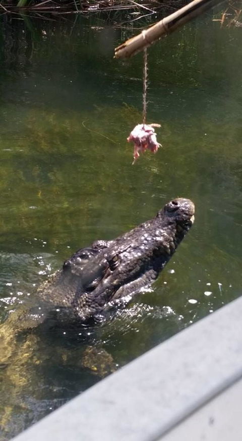 Hartley's Crocodile Adventures Day Trip From Cairns - Accommodation VIC 11