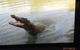 Hartley's Crocodile Adventures Day Trip From Cairns - thumb 4