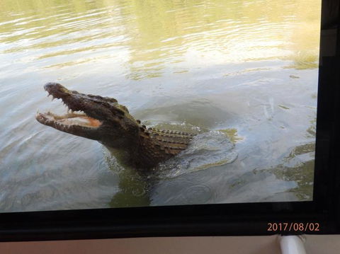 Hartley's Crocodile Adventures Day Trip From Cairns - Accommodation VIC 4