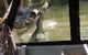 Hartley's Crocodile Adventures Day Trip From Cairns - thumb 5