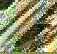 Rainforest  Waterfalls Extravaganza - Accommodation VIC