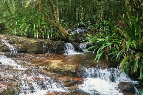 Rainforest & Waterfalls Extravaganza - Accommodation VIC 7