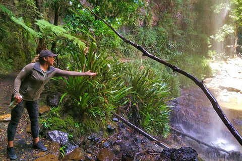 Rainforest & Waterfalls Extravaganza - Accommodation VIC 8