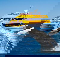 Spirit of Hervey Bay Whale Watching Cruise - Accommodation VIC