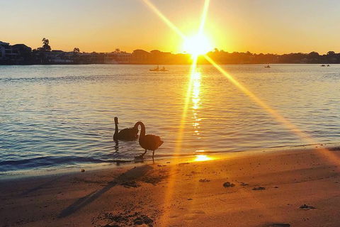 Surfers Paradise Sunset Kayak Tour - Accommodation VIC 9