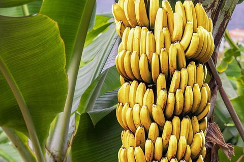Atherton Tablelands Small-Group Food & Wine Tasting Tour From Port Douglas - Accommodation VIC 28