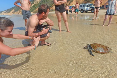 Half-Day Kayak With Dolphins And 4WD Beach Drive From Rainbow Beach - Accommodation VIC 11