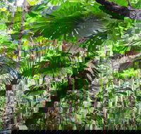 Cape Tribulation Daintree Rainforest and Wildlife Tour - Accommodation VIC