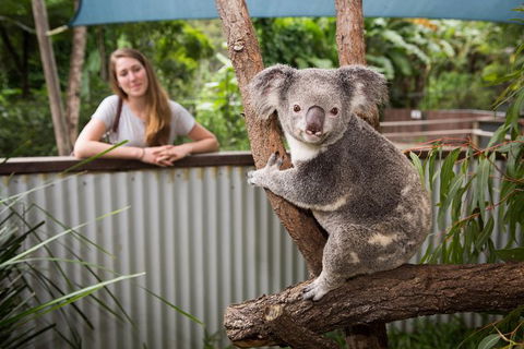 Hartley\'s Crocodile Adventures Day Trip From Palm Cove - Accommodation VIC 3