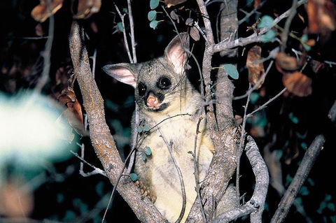 Natural Bridge Glow Worm Night Tour From Gold Coast - Accommodation VIC 4