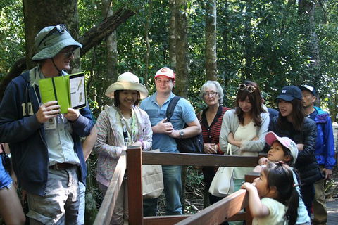 Natural Bridge Glow Worm Night Tour From Gold Coast - Accommodation VIC 5