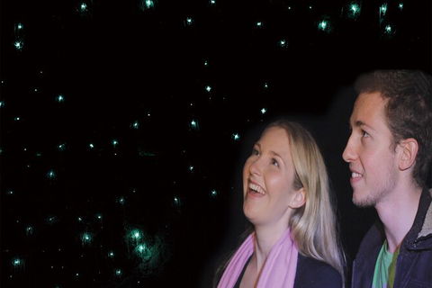 Natural Bridge Glow Worm Night Tour From Gold Coast - Accommodation VIC 6