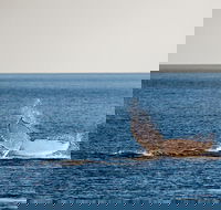 Whale Watching Ocean Tour - Accommodation VIC