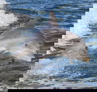 Noosa Oceanrider Scenic Dolphin Safari - Accommodation VIC