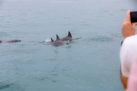 Noosa Oceanrider Scenic Dolphin Safari - Accommodation VIC 6