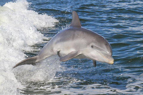 Noosa Oceanrider Scenic Dolphin Safari - Accommodation VIC 1
