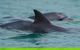 Noosa Oceanrider Scenic Dolphin Safari - thumb 2
