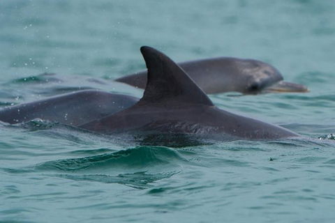Noosa Oceanrider Scenic Dolphin Safari - Accommodation VIC 2