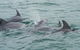 Noosa Oceanrider Scenic Dolphin Safari - thumb 3