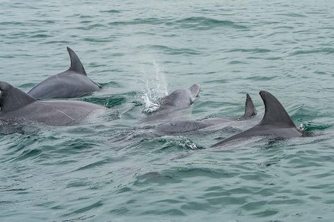 Noosa Oceanrider Scenic Dolphin Safari - Accommodation VIC 3