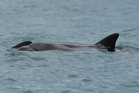 Noosa Oceanrider Scenic Dolphin Safari - Accommodation VIC 4