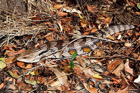 Hartley\'s Crocodile Adventures General Entry Ticket - Accommodation VIC 10