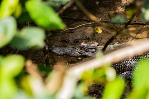 Cape Tribulation Day Tour - Accommodation VIC 9