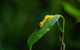 Cape Tribulation Day Tour - thumb 3