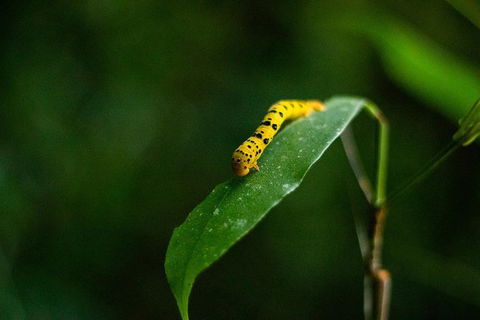 Cape Tribulation Day Tour - Accommodation VIC 3