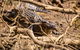 Cape Tribulation Day Tour - thumb 6