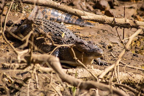 Cape Tribulation Day Tour - Accommodation VIC 6