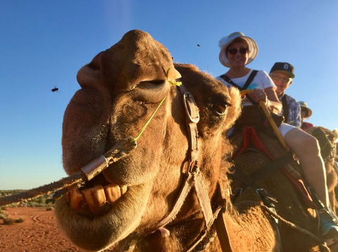 Uluru Small-Group Tour By Camel At Sunrise Or Sunset - Accommodation VIC 7