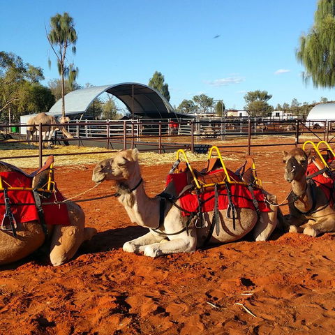 Uluru Small-Group Tour By Camel At Sunrise Or Sunset - Accommodation VIC 15