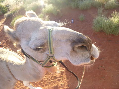 Uluru Small-Group Tour By Camel At Sunrise Or Sunset - Accommodation VIC 10