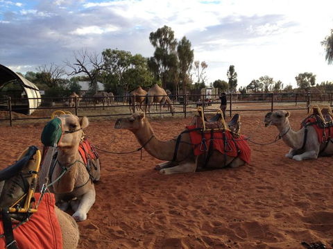 Uluru Small-Group Tour By Camel At Sunrise Or Sunset - Accommodation VIC 24