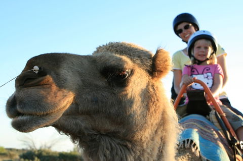 Uluru Small-Group Tour By Camel At Sunrise Or Sunset - Accommodation VIC 3